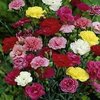 Carnation Hardy Border Mix - 1 x 1 litre potted plant