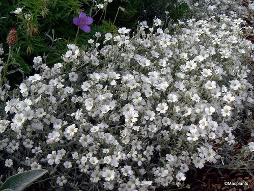Cerastium Tomentosum (Snow in Summer) -1x 4cm plug plants