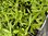 Penstemon Maurice Gibb - 1 x 6cm Plug Plant