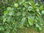 Alnus glutinosa - Common Alder (bare root) 40-60 cm - 5 Plants