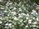 Cornus sanguinea - Common Dogwood (bare root) 40-60 cm