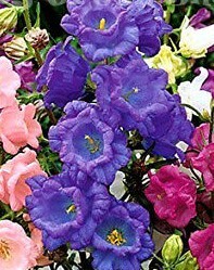 Canterbury Bells  (Cup&Saucer Mixed) - 1 x 1 Litre Potted Plant