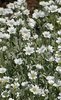Cerastium Tomentosum (Snow in Summer) -1x 9cm potted plant