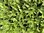 Mesembryanthemum Magic Carpet Mixed - 12 x 4cm