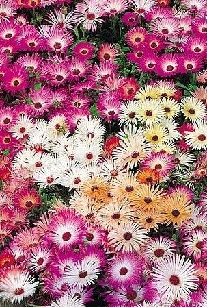 Mesembryanthemum Magic Carpet Mixed - 12 x 4cm