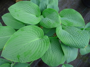 Hosta Marmalade on Toast - 1 x 1 litre potted plant