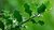 Common Holly (Ilex Aquifolium)- 1 x 1 litre potted plant