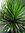 Cordyline Australis (Palm) - 1 x 1 litre potted plant