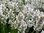 Lavender Eidelweiss -  1 x 6cm plug plant