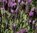 Lavender Bandera Purple - 3 x 6cm plug plants