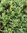 Rhodanthemum Moondance - 3 x 4cm plug plants
