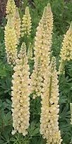 Lupin Chandelier - 1 x 1 Litre potted plant