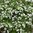 Bacopa Snowflake - 1 x 4cm plug plants
