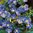 Polemonium Blue Pearl  (Jacob's Ladder) - 1 x 1 Litre potted plant
