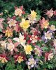 Aquilegia Dragonfly - 1 x 1 litre potted plant