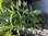 Penstemon Blackbird - 1 x 1 litre potted plant
