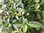 Verbena (Bonariensis) - 1 x 9cm potted plants