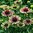 Echinacea Green Twister - 1 x 6cm plug plants