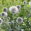 Echinops Star Frost - 1 x 1 litre potted plant