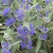 Caryopteris Dark Knight - 1 x 6cm plug plant PRIOR NOTICE - AVAILABLE FROM 23rd MARCH 2024