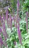 Teucrium Purple Tails 1 x 9cm potted plant