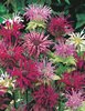 Monarda Panorama Mixed 1 x 1 litre potted plant