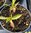 Helenium Hoopesii - 1 x 1 litre potted plant