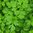 French Parsley (Plain) - 1 x 9cm potted plant
