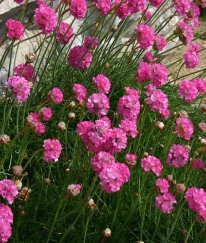 Armeria Morning Star Rose - 9cm Potted Plant
