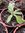 Rudbeckia Cappucino - 1 x 9cm potted plant