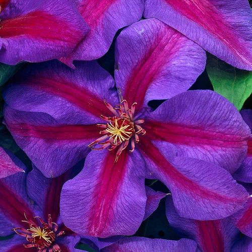 Clematis Mrs N Thompson - 1 x 9cm potted plant