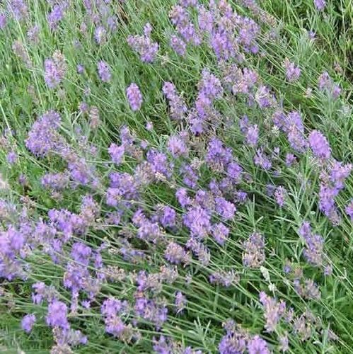 Lavender Princess Blue 1 x 6cm plug plant
