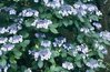Hydrangea Mariesii Perfecta - 1 x 6cm plug plants