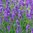 Lavender Munstead - 1 x 4cm Plug Plant