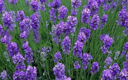 Lavender Ashdown Forrest 1 x 6cm plug plant