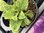 Digitalis Purpurea (Common Foxglove)- 1 x 1 litre potted plant