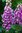 Digitalis Purpurea (Common Foxglove)- 1 x 1 litre potted plant