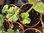 Hollyhock Nigra - 1 x 9cm potted plant