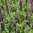 Teucrium Purple Tails - 1 x 6cm plug plants