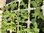 Mesembryanthemum Harlequin - 6 x 4cm for £2.49