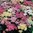 Achillea Millefolium Pastel Mixed - 1 x 4cm plug plants