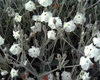 Lychnis Coronaria Alba - 1 x 1 Litre Potted Plant