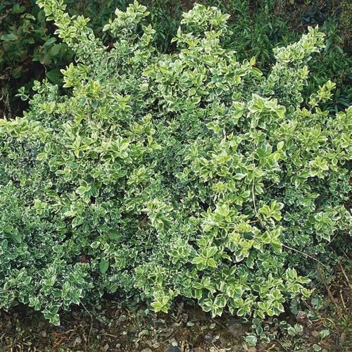 Euonymus fortunei 'Gaiety' - 1 x 9cm potted plant