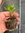 Osteospermum 'Sennen Sunrise'  - 1 x 6cm plus plant