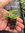 Mint - Strawberry - 1 x 4cm plug plant