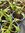Osteospermum Snow Pixie - 1 x 9cm potted plant