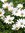 Osteospermum Snow Pixie - 1 x 9cm potted plant