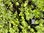 Campanula Yvonne - 1 x 9cm potted plant
