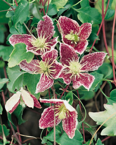 Clematis Freckles - 1 x 9cm potted plant