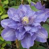 Clematis Vyvyan Pennell - 1 x 9cm potted plant